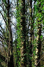 Trees with ivy (Hedera) growth, North Rhine-Westphalia, Germany, Europe