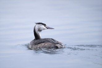 Great crested grebe (Podiceps cristatus), swimming on the lake, turning to the right, Harkortsee,