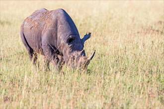 Black rhinoceros (Diceros bicornis) grazing grass on the savanna, Maasai Mara National Reserve,