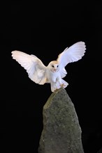 Barn owl, (Tyto alba), adult, flying, landing, on rocks, at night, Lowick, Northumberland, England,