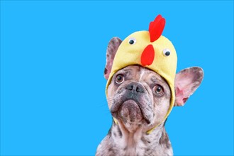 Funny merle French Bulldog dog wearing Easter costume chicken hat on blue background with copy