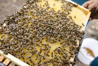 Fantastic beehive producing honey, nature, man and bee, sweet honey, honeycomb, nectar, beekeeping,