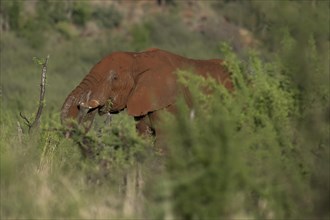 African elephant (Loxodonta africana) Madikwe Game Reserve, North West Province, South Africa, RSA,