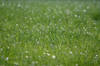 Meadow, grass, dew, drops, green, wet, surface, The blades of grass on the green meadow are wet