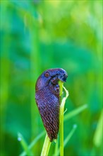 Snail climbed up a blade of grass and eats from the stalk in a green meadow