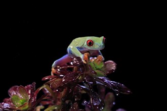 Red-eyed tree frog (Agalychnis callidryas), adult, on aeonium, captive, Central America