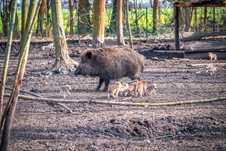 Wild boar (Sus scrofa) with her young in the forest, Leuna, Saxony-Anhalt, Germany, Europe