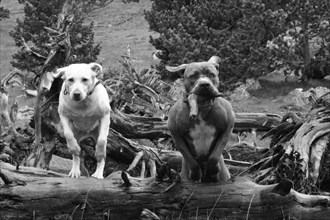 Monochrome image of two dogs on a fallen log in a wild terrain, Amazing Dogs in the Nature