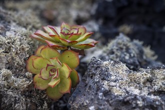 Aeonium, succulent, in lava rock, Lanzarote, Canary Islands, Spain, Europe