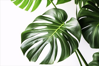 Leaf of tropical Monstera Deliciosa houseplant with fenestration on white background. KI generiert,