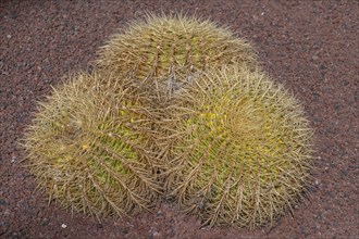 Golden barrel cactus (Echinocactus grusonii), Costa Teguise, Lanzarote, Canary Islands, Spain,