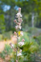 Asphodelus ramosus, inflorescence with many white flowers is in focus in front of a blurred natural