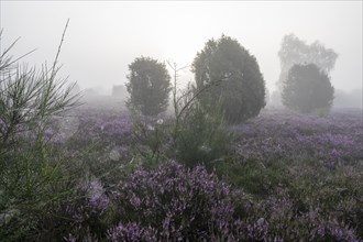 Heath landscape, flowering common heather (Calluna vulgaris), common broom (Cytisus scoparius) and