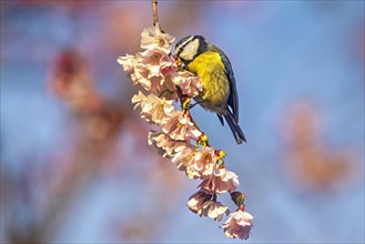 A small bird with yellow plumage perched on a delicate branch of cherry blossoms against a blue