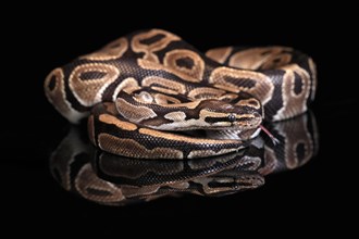 King python, (Python regius), adult, resting, captive, Central Africa, West Africa