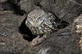 Little owl (Athene noctua), (Tyto alba), adult, at breeding den, vigilant, Lowick, Northumberland,