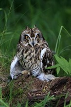Short-eared owl (Asio flammeus), adult, on the ground, vigilant, Great Britain