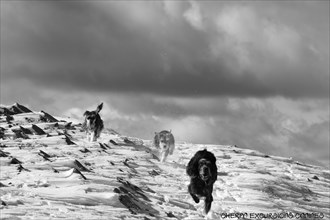 Dogs run across a snow-covered landscape with mountains under a cloudy sky, Amazing Dogs in the