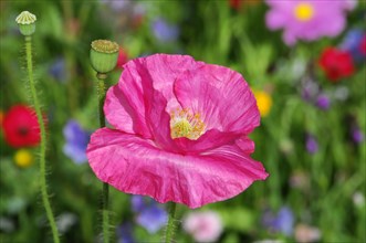 Single pink poppy flower (Papaver rhoeas), in macro shot in front of a blurred background,