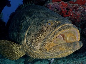 Atlantic goliath grouper (Epinephelus itajara) with open mouth at cleaning station. Dive site John