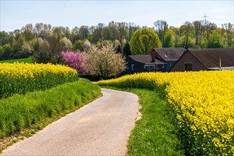 A road winds through yellow rapeseed fields with flowering trees and houses at the edge, rapeseed,
