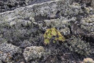 Lava landscape overgrown with lichens and succulents, Lanzarote, Canary Islands, Spain, Europe