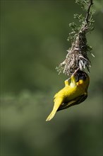 Southern masked weaver (Ploceus velatus), Madikwe Game Reserve, North West Province, South Africa,