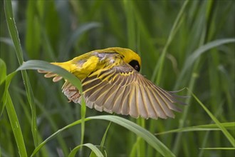 Southern masked weaver (Ploceus velatus) collecting nesting material, Madikwe Game Reserve, North
