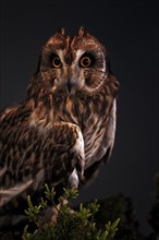 Short-eared owl (Asio flammeus), adult, at night, perch, alert, portrait, Great Britain
