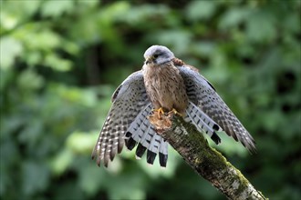Common kestrel (Falco tinnunculus), adult, male, perch, spreading wings, Scotland, Great Britain