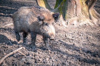 The wild boar (Sus scrofa) in its natural habitat in the forest, Leuna, Saxony-Anhalt, Germany,