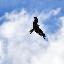 Red kite (Milvus milvus) in flight looking for prey, silhouette against a cloudy sky, Wales, Great