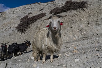 Mountain goats with their sheppard, Kingdom of Mustang, Nepal, Asia