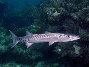 Great barracuda (Sphyraena barracuda), dive site John Pennekamp Coral Reef State Park, Key Largo,