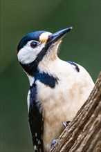 Portrait of Male of Great Spotted Woodpecker, Dendrocopos major, bird in forest at winter sun