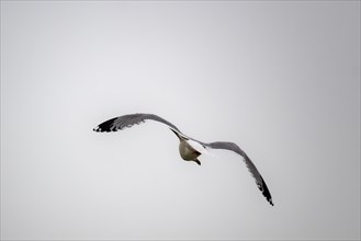 A seagull in flight against a grey sky
