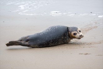 Seal lying on its back on the sand, with grey-blue sky in the background