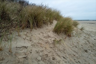 A view of sand dunes and dense beach grass in cloudy weatherl, Breskens, Zeeland, Netherlands