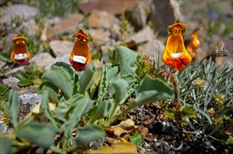 Calceolaria uniflora, a slipper flower, in the barren Patagonia, Perito Moreno National Park,