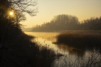 Riparian forest, morning mood, ice, water, reeds, Lower Austria