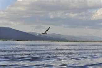 A single bird flies over a calm expanse of water against a mountainous backdrop, Inle Lake,