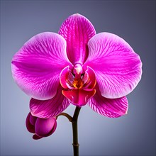 Pink orchid elegance highlighted by vibrant-petals pure white backdrop, AI generated