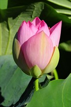 A fresh pink lotus (Nelumbo), in the morning light with rich colours, Stuttgart,