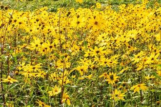 Dense field of bright yellow flowers under brilliant sunlight