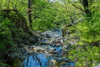 Sunlight filters through the trees illuminating a rocky riverbed and surrounding foliage, in South