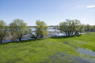 Elbe floodplains, floodplain landscape, flooded meadows, UNESCO Biosphere Reserve River Landscape