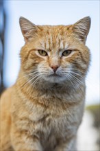 Portrait of a red felidae (Felis Catus) with a sharply focussed gaze