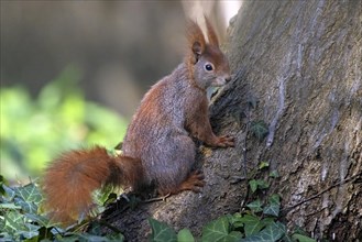 A brown squirrel with fluffy fur on a tree trunk, surrounded by ivy leaves, Sciurus vulgaris