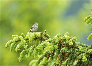 Eurasian siskin (Spinus spinus) female sitting on a fir branch and looking to the right, background