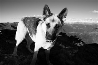 A black and white photo of a dog with intense gaze on a mountain, Amazing Dogs in the Nature